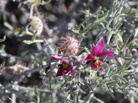 Krameria bicolor