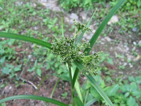 Scirpus sylvaticus var. maximowiczii