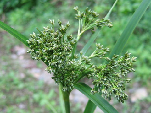 Scirpus sylvaticus var. maximowiczii