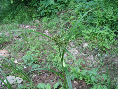 Scirpus sylvaticus var. maximowiczii