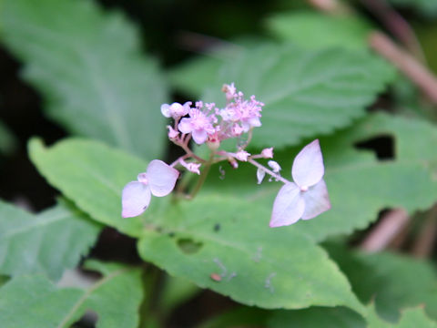 Cardiandra alternifolia