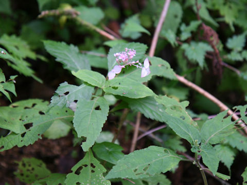 Cardiandra alternifolia