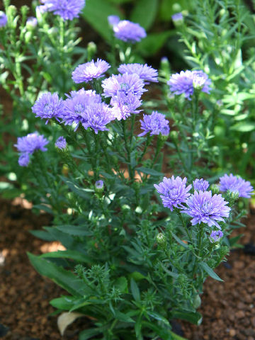 Aster pilosus cv. Astee