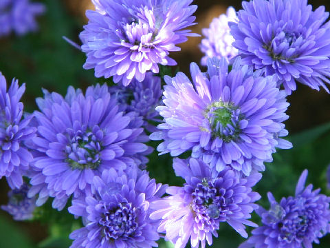 Aster pilosus cv. Astee