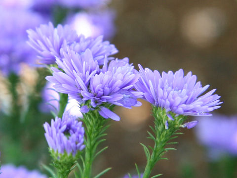 Aster pilosus cv. Astee