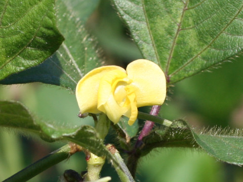 Vigna angularis