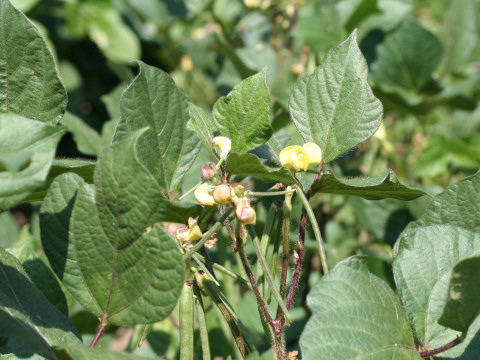 Vigna angularis