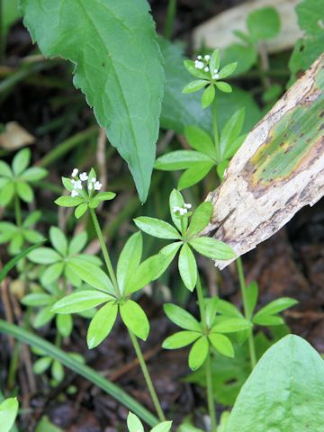 Asperula odorata