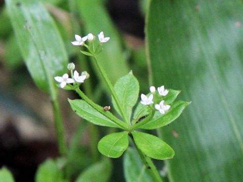 Asperula odorata