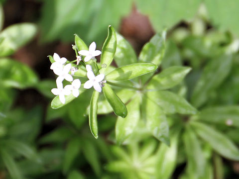 Asperula odorata