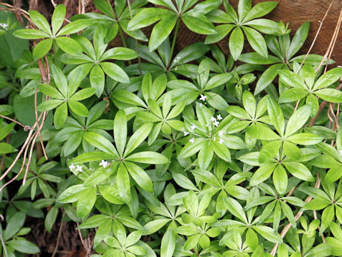 Asperula odorata