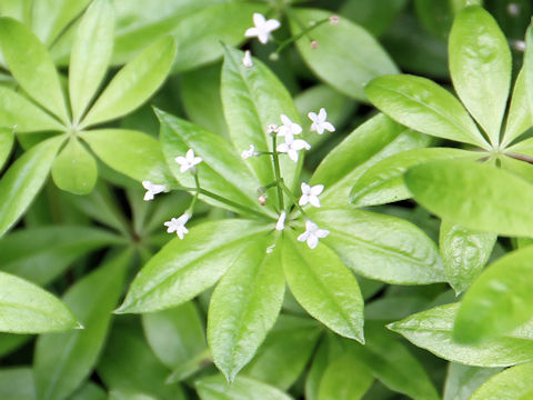 Asperula odorata