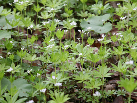 Asperula odorata
