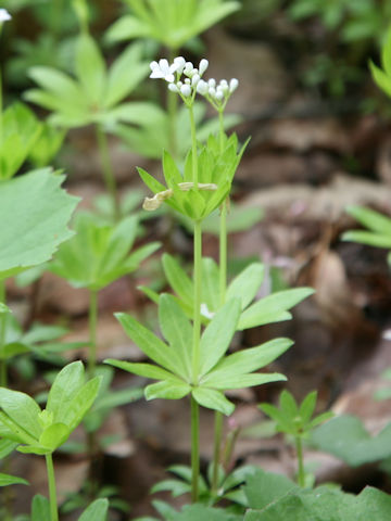 Asperula odorata