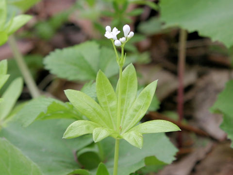 Asperula odorata