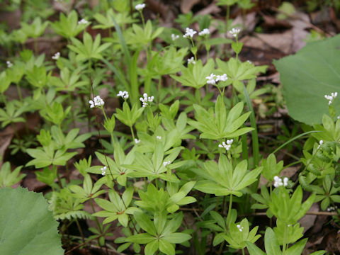 Asperula odorata