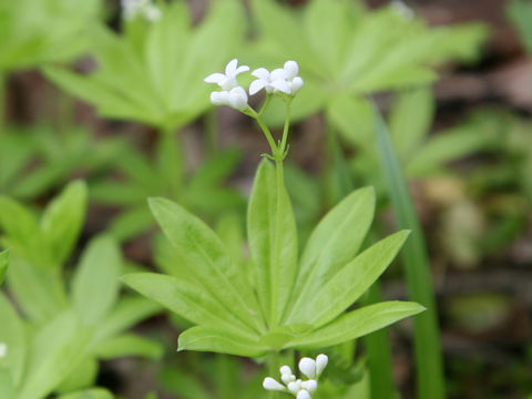Asperula odorata