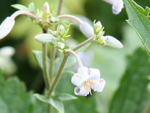 Clematis stans