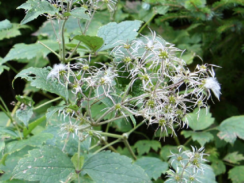 Clematis stans