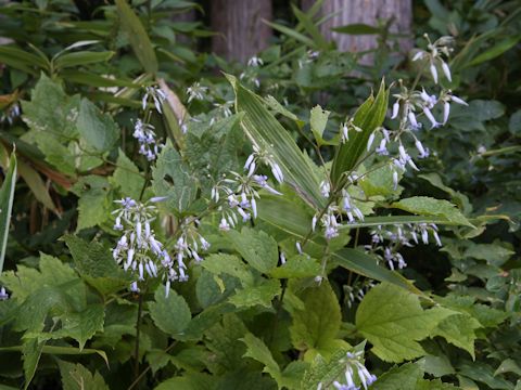 Clematis stans