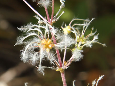 Clematis stans