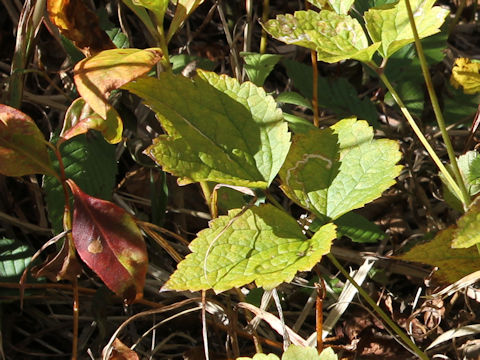 Clematis stans