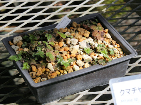Mitella sp.