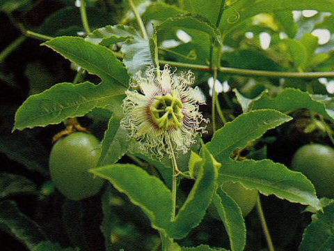 Passiflora edulis