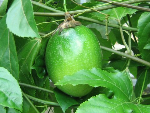 Passiflora edulis