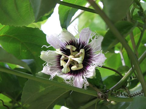 Passiflora edulis