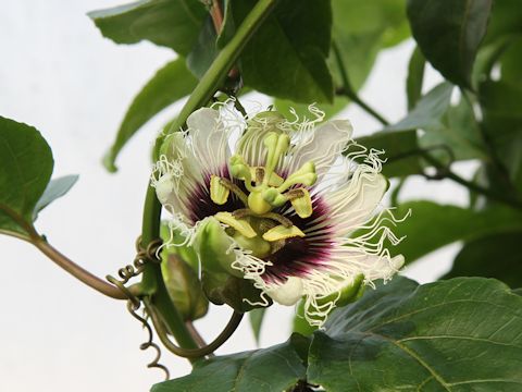 Passiflora edulis