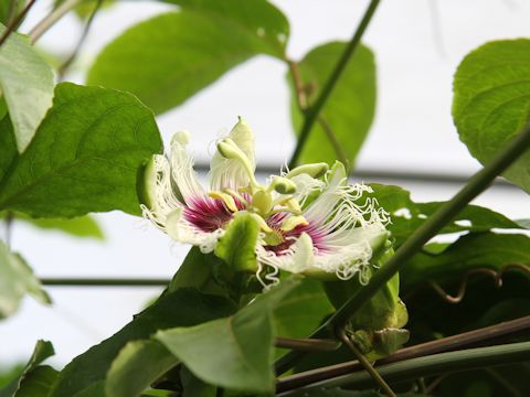 Passiflora edulis