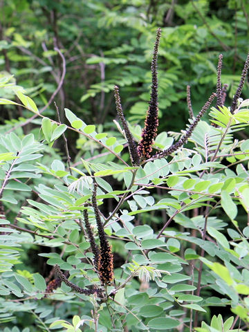 Amorpha fruticosa