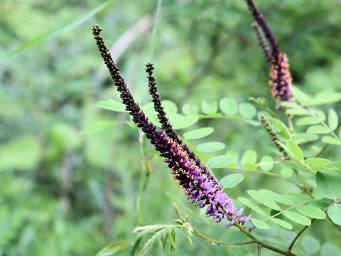 Amorpha fruticosa