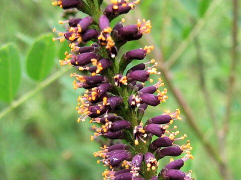 Amorpha fruticosa