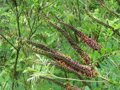 Amorpha fruticosa