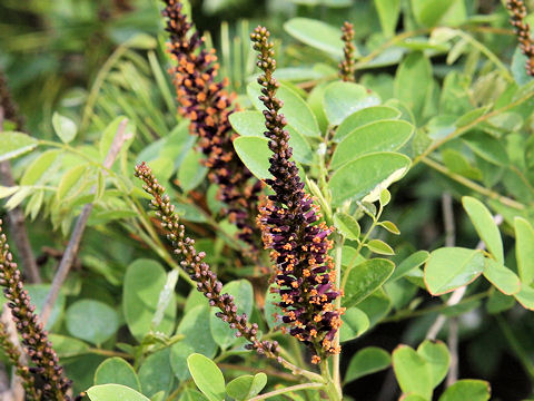 Amorpha fruticosa