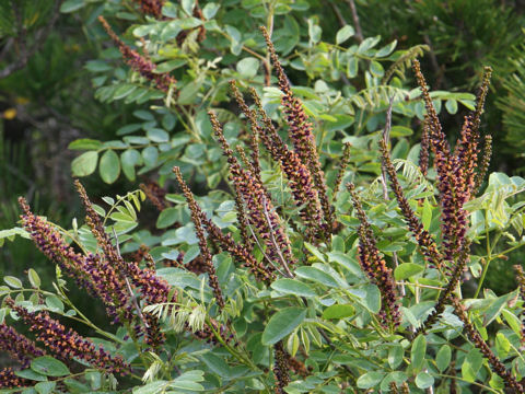 Amorpha fruticosa