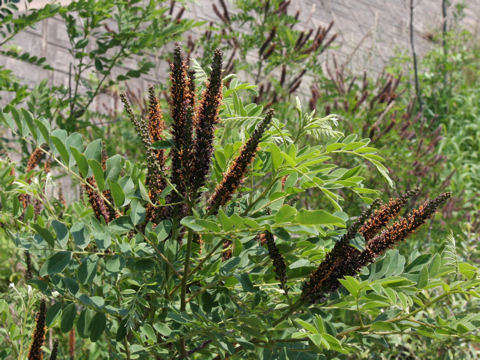 Amorpha fruticosa