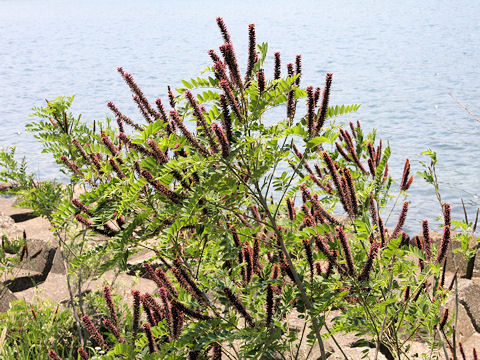 Amorpha fruticosa