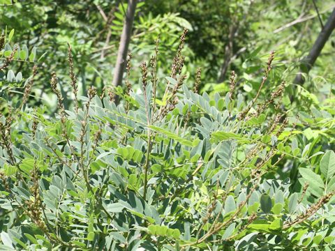 Amorpha fruticosa