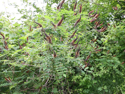 Amorpha fruticosa