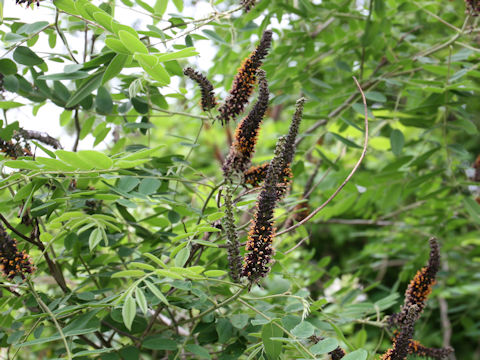 Amorpha fruticosa