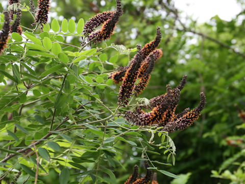 Amorpha fruticosa