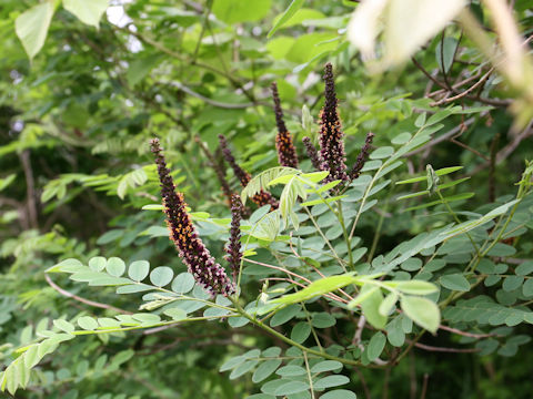 Amorpha fruticosa