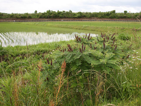 Amorpha fruticosa