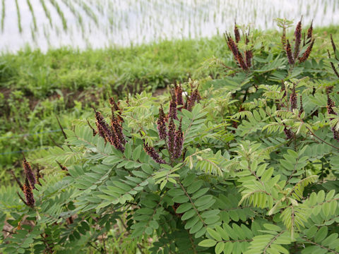 Amorpha fruticosa