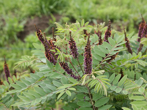 Amorpha fruticosa