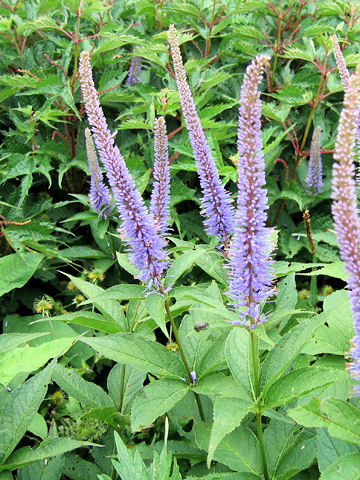 Veronicastrum sibiricum ssp. japonicum