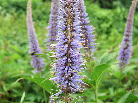 Veronicastrum sibiricum ssp. japonicum